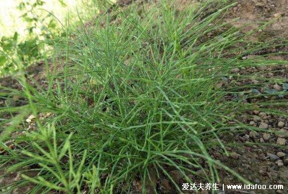 荆草生长的地方是有黄金吗，有/金矿附近最常见的植物图片