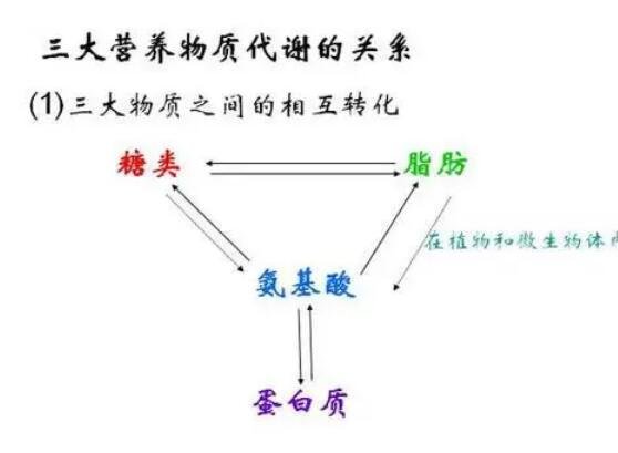 人体三大营养素是哪三种，糖类/脂肪/蛋白质(附蛋白质含量最高食物)