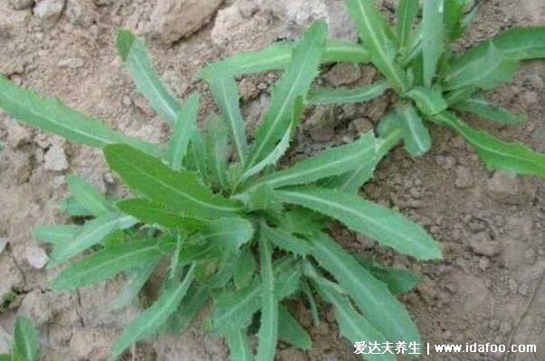 杀死癌细胞最狠的野菜，可以多吃马齿苋/蒲公英根/苦菜