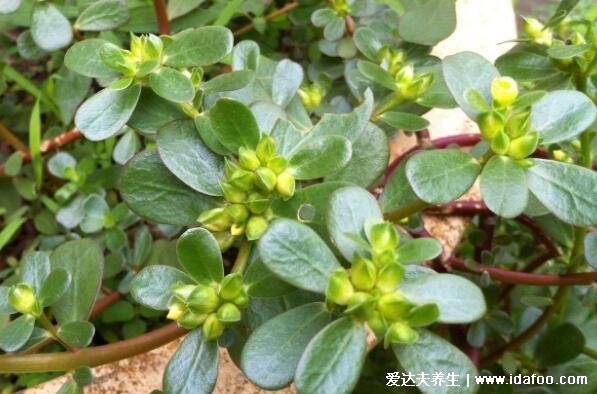 杀死癌细胞最狠的野菜，可以多吃马齿苋/蒲公英根/苦菜