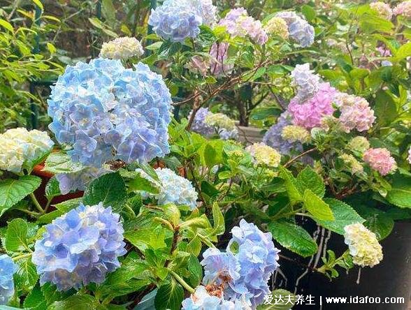 绣球花为什么又叫死人花，是八仙花有吉祥寓意/死人花指彼岸花