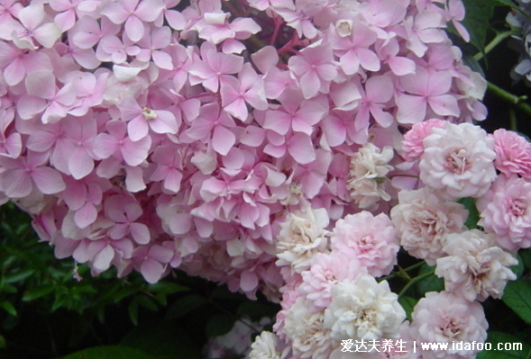 绣球花有毒吗，气味无毒但整个植株有毒/室内养不要误食