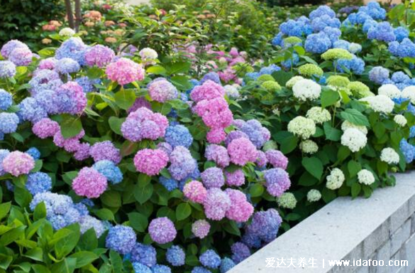 绣球花有毒吗，气味无毒但整个植株有毒/室内养不要误食