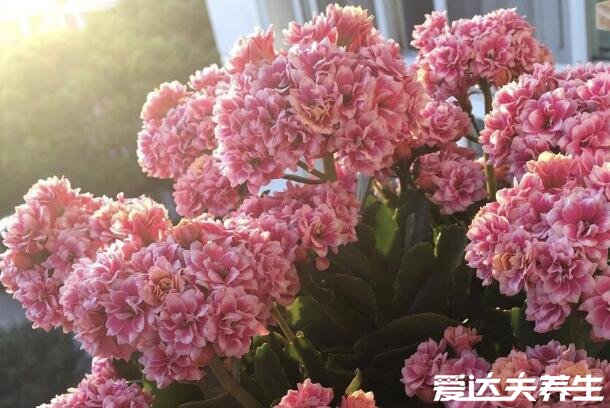 长寿花为什么致癌，不致癌纯属谣言(观赏价值高/风水也好)