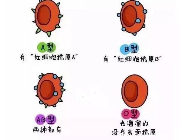 4个血型哪个血型最好，b型血是当之无愧的贵族血