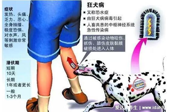 10种情况不需要打狂犬疫苗，家养宠物打过疫苗不带毒