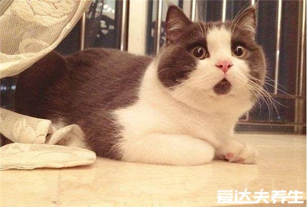 被猫抓伤出血要打针吗，必须打(一旦感染狂犬病死亡率100%)