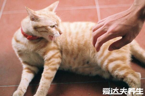 被猫抓伤出血要打针吗，必须打(一旦感染狂犬病死亡率100%)