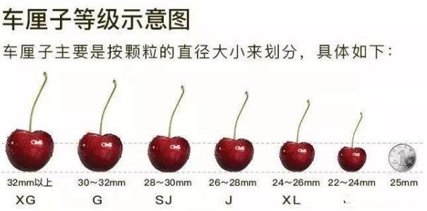 车厘子等级划分标准，j级是什么意思(26-28mm之间的车厘子)