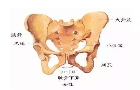 耻骨是哪个部位图片，孕期中晚期女性容易耻骨疼