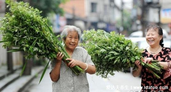 端午节为什么要挂艾草，驱鬼辟邪求吉祥