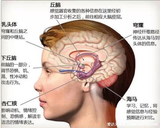 高清人类大脑结构图，各部分功能详解解刨图