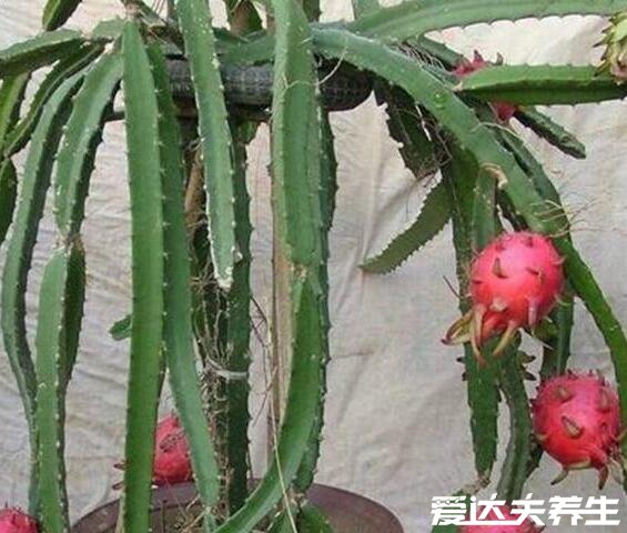 火龙果是仙人掌的果实吗，属近亲但不是同一种植物(附两者对比图)