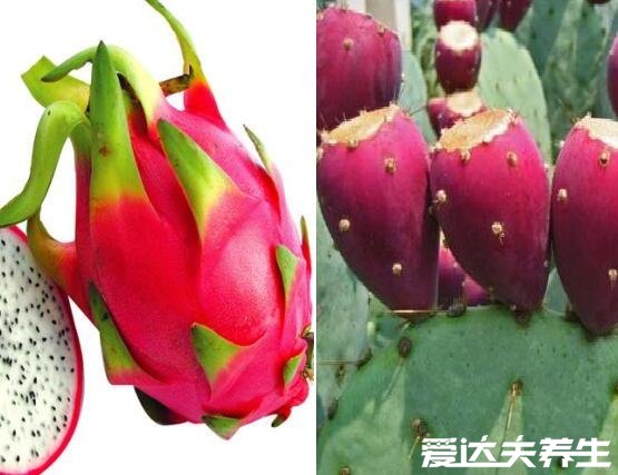 火龙果是仙人掌的果实吗，属近亲但不是同一种植物(附两者对比图)