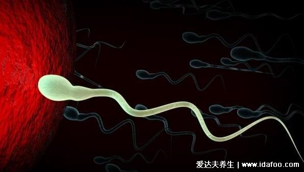 精子和卵子结合需要多长时间怀孕，6到7天着床(8大特征暗示着床成功)