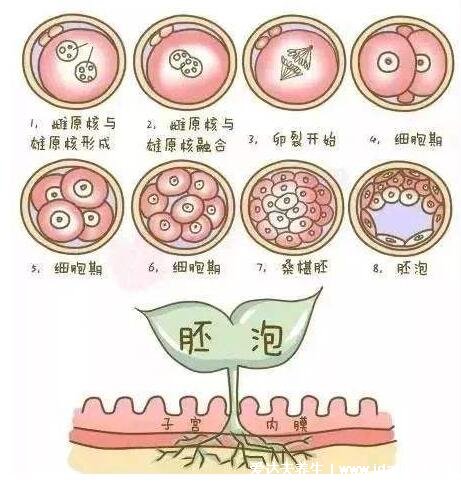 精子和卵子结合需要多长时间怀孕，6到7天着床(8大特征暗示着床成功)