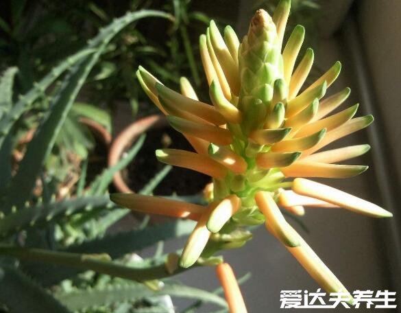 芦荟开花代表了福气，但处理不好可能10年都开不了花(图片)