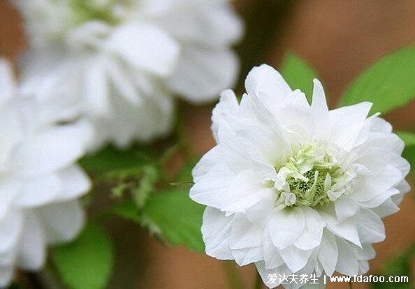 绿萝为什么叫鬼花，生长在阴暗潮湿处易招鬼魂(封建迷信)