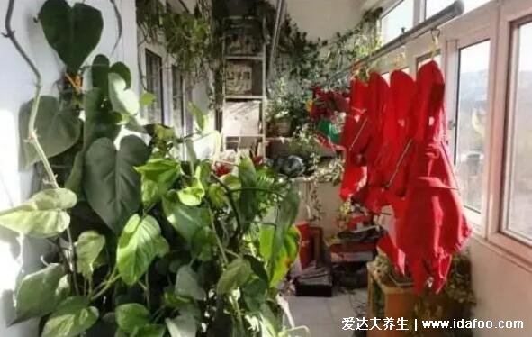 绿萝为什么叫鬼花，生长在阴暗潮湿处易招鬼魂(封建迷信)