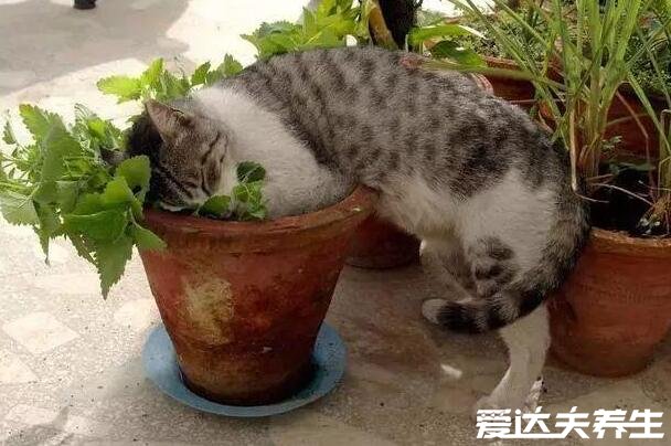 猫薄荷是什么东西，猫薄荷对猫有什么作用(使猫咪兴奋但不要多用)