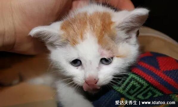 猫咪临死前的六个特殊征兆，生老病死也是猫之常情