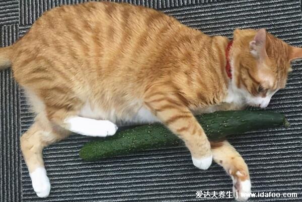 猫为什么怕黄瓜，猫怕黄瓜的科学解释来啦不只是黄瓜比较像蛇