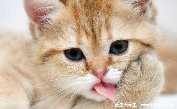 猫为什么怕黄瓜，猫怕黄瓜的科学解释来啦不只是黄瓜比较像蛇