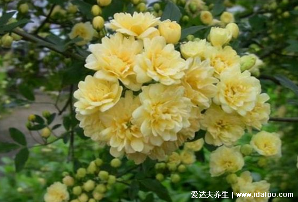 木香花为什么不能种，花香浓郁影响睡眠不适合室内养殖