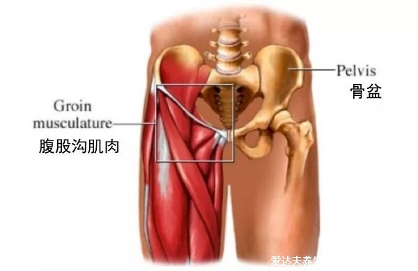 男性女性腹股沟在哪个位置图片示意图，真人在同一位置(形状不同)