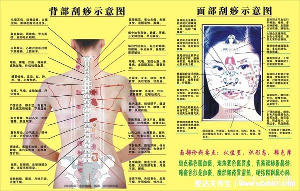 牛角刮痧板怎么看真假图对比，真品有淡淡腥味(全身刮痧经络图)