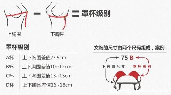 内衣罩杯abcd怎么计算区分大小，计算上下胸围之差即可