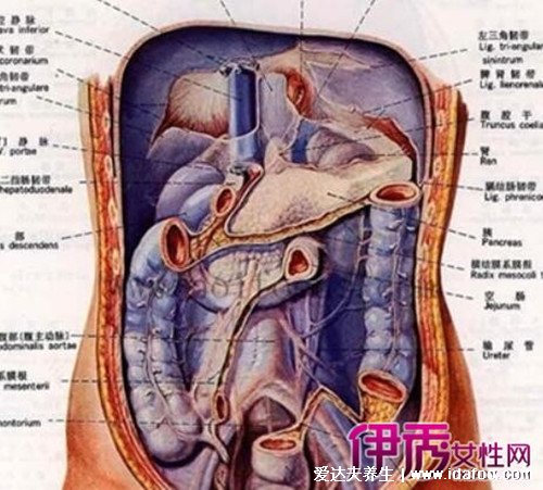 女性下腹疼痛部位图解，右下腹疼痛是阑尾炎