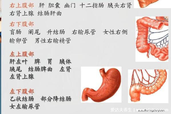 女性左上腹部隐痛位置图片，常见的胃部疾病(左下腹疼要注意)