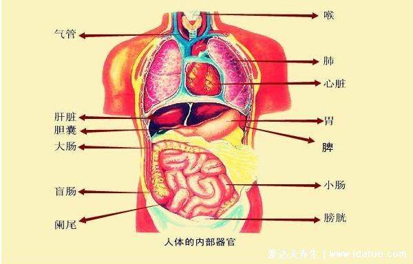 女性左上腹部隐痛位置图片，常见的胃部疾病(左下腹疼要注意)