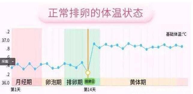 排卵期怎么算才最准确，3种方法计算排卵期(一图看懂)