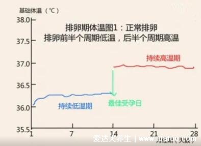 排卵期怎么算才最准确，3种方法计算排卵期(一图看懂)