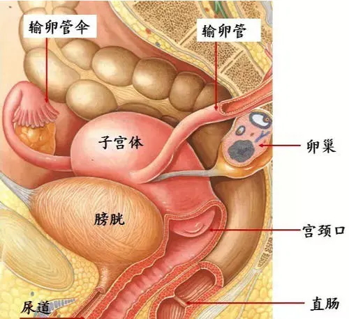 膀胱在哪个位置图片，男性女性都在骨盆内（肚脐下面和臀部之间）