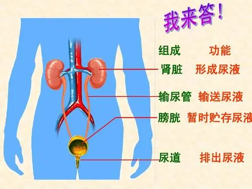 膀胱在哪个位置图片，男性女性都在骨盆内（肚脐下面和臀部之间）