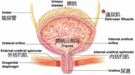 膀胱在哪个位置图片，男性女性都在骨盆内（肚脐下面和臀部之间）