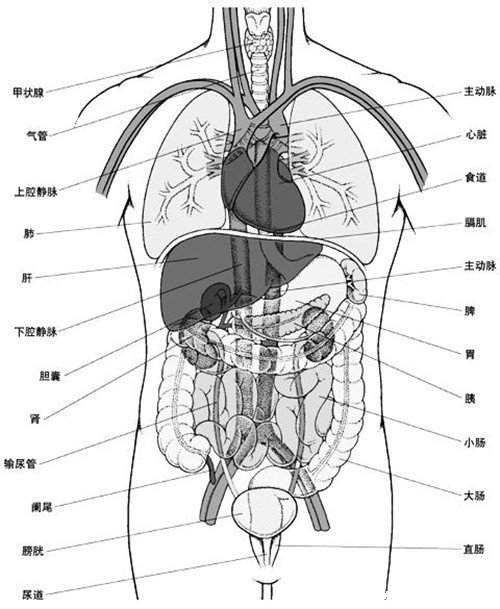 人的内脏位置图，五脏六腑位置图(附五行五脏六腑相生相克顺口溜)