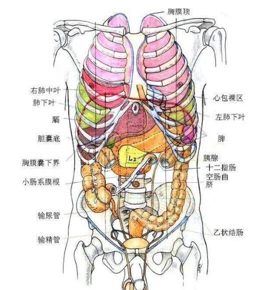 人的内脏位置图，五脏六腑位置图(附五行五脏六腑相生相克顺口溜)