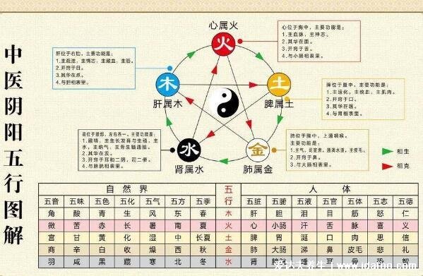 人的内脏位置图，五脏六腑位置图(附五行五脏六腑相生相克顺口溜)