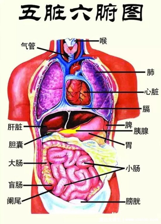 人的内脏位置图，五脏六腑位置图(附五行五脏六腑相生相克顺口溜)