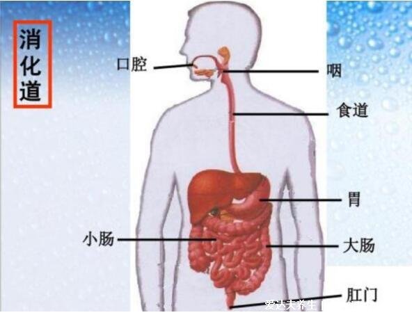 人的内脏位置图，五脏六腑位置图(附五行五脏六腑相生相克顺口溜)