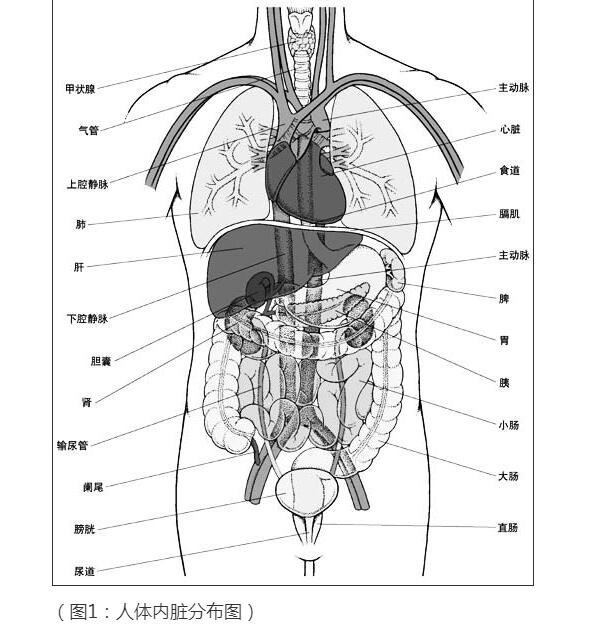 人体内脏器官分布图结构图，五脏六腑的位置分布图及功能介绍