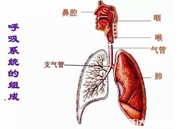 人体内脏器官位置分图布，人体的四大系统和五脏六腑的位置详解