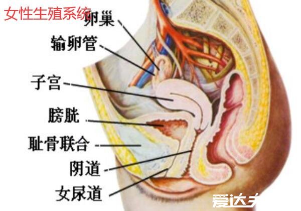 人体内脏器官位置分图布，人体的四大系统和五脏六腑的位置详解