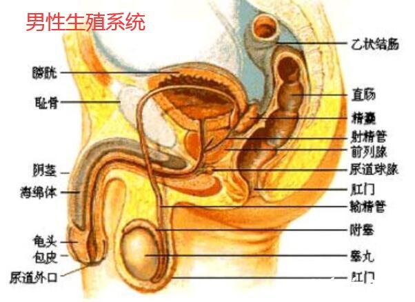 人体内脏器官位置分图布，人体的四大系统和五脏六腑的位置详解