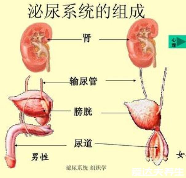 人体内脏器官位置分图布，人体的四大系统和五脏六腑的位置详解