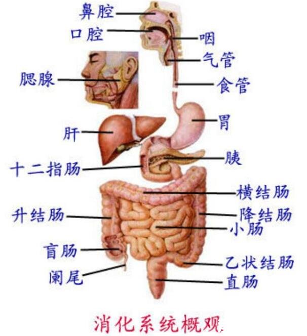 人体内脏器官位置分图布，人体的四大系统和五脏六腑的位置详解